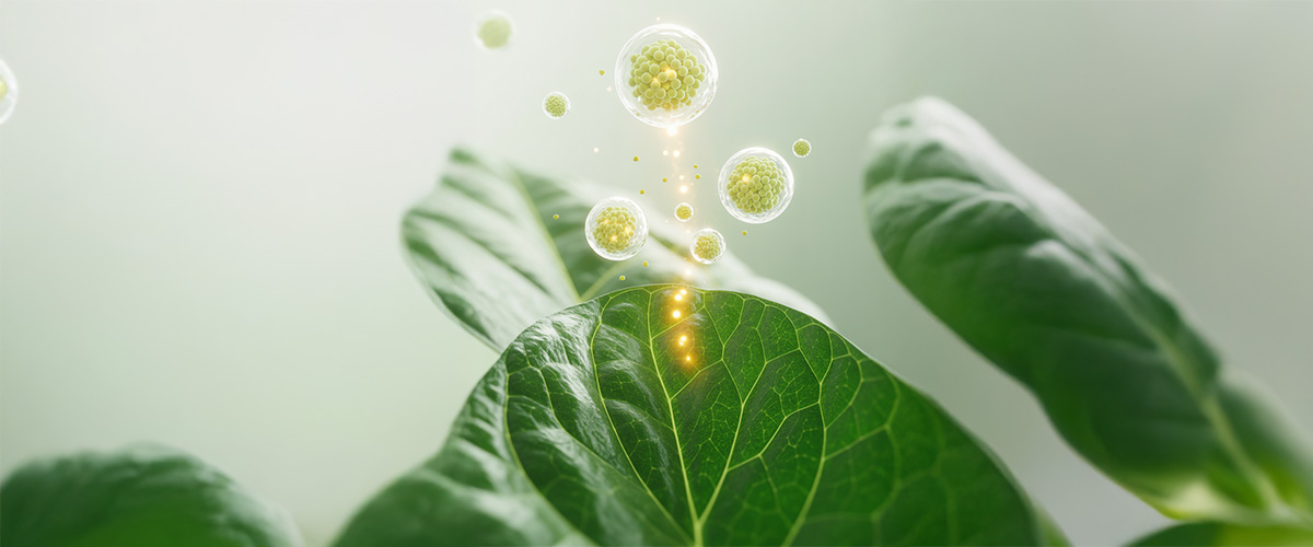 Bitki mikroRNA’larından PhytoExo-R™ Eksozomlarına: Botanik Biyoteknolojinin Yeni Nesli